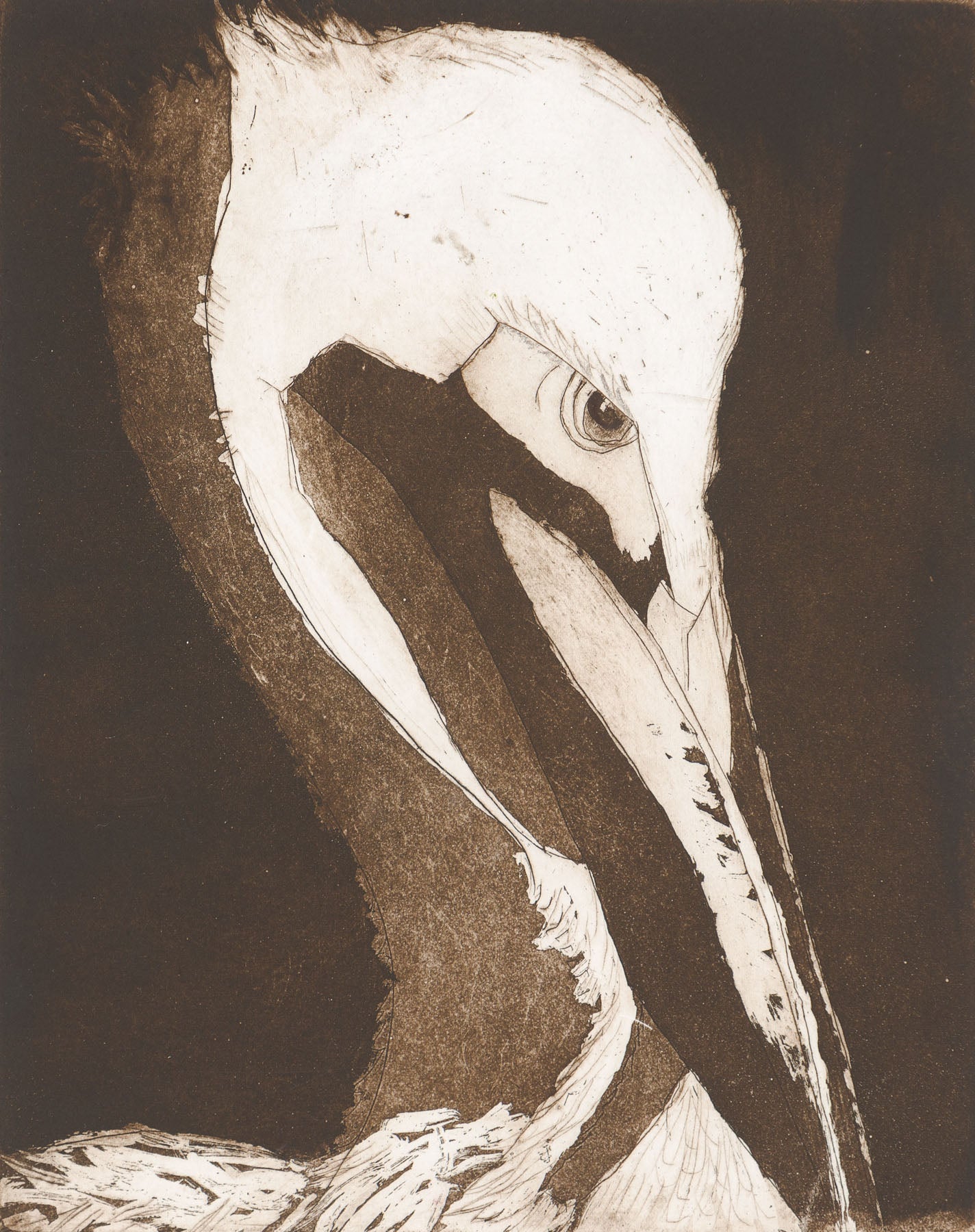 Prudish Pelican-Etching