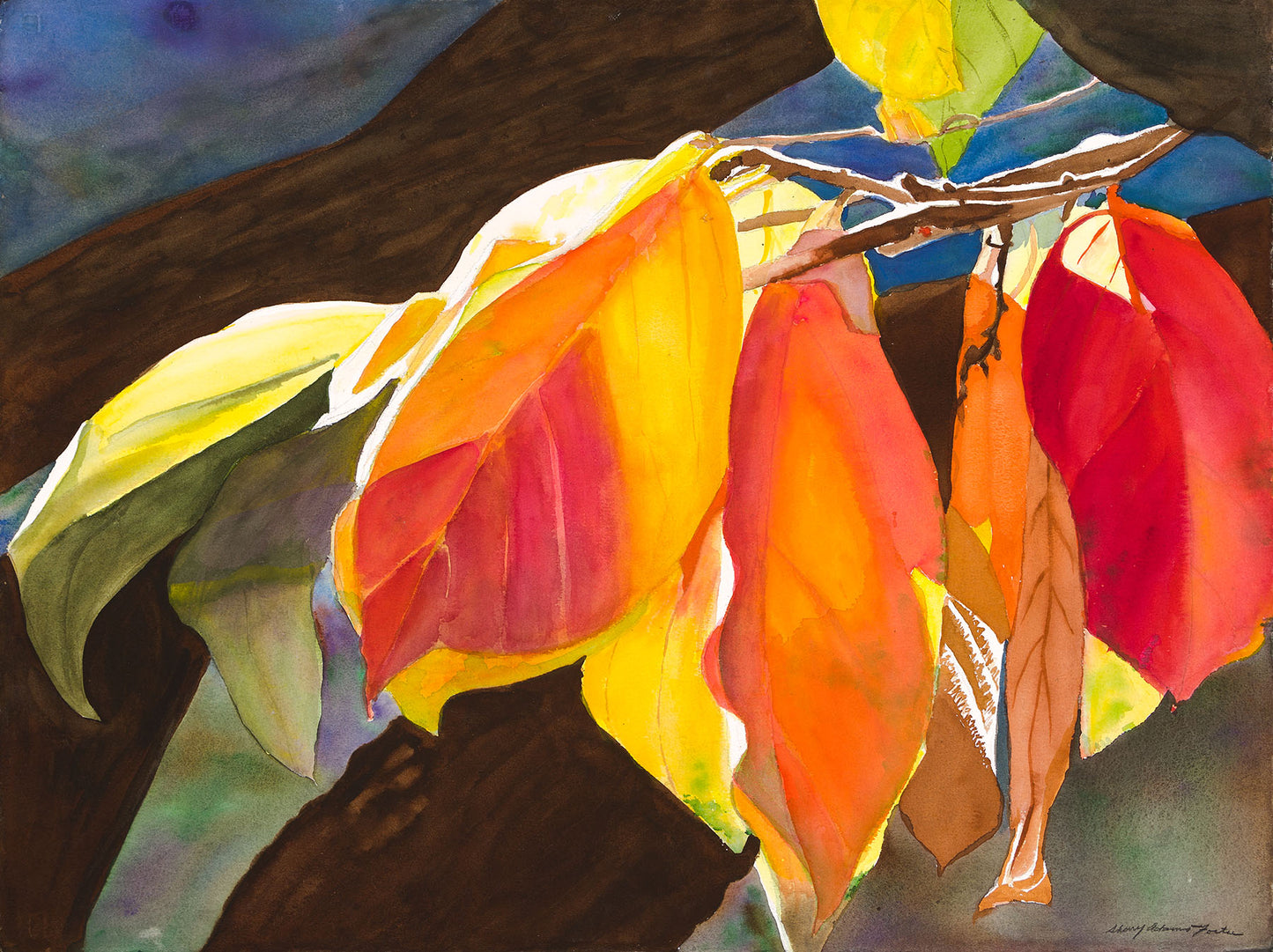 Persimmon Tree in the Spotlight