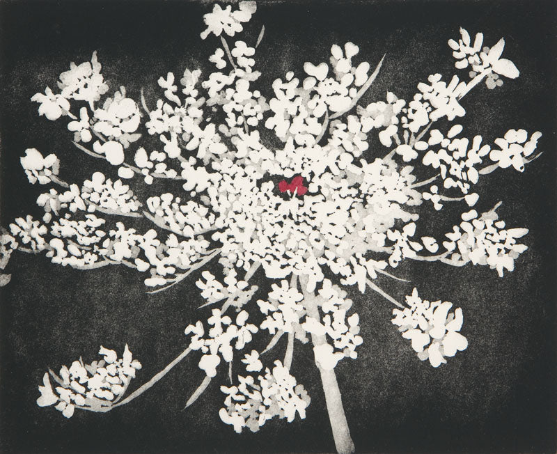 Queen Anne's Lace-Etching